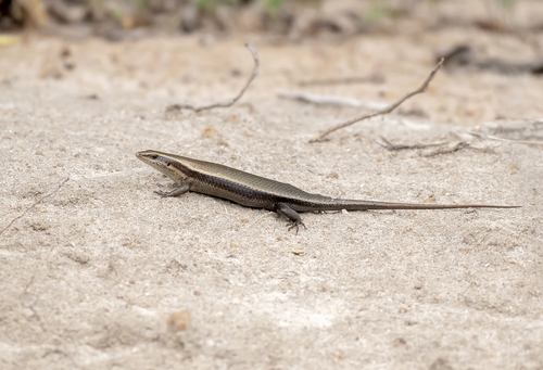 Sri Lanka Bronze Skink