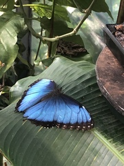 Morpho deidamia