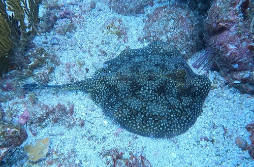Tumbes round stingray (Urobatis tumbesensis) — Urotrygonidae — 5