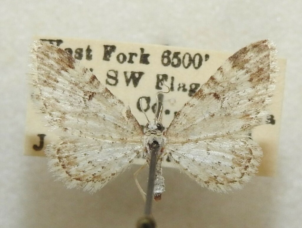 Eupithecia Phyllisae From West Fork Coconino Co Arizona USA On August