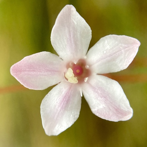 Samolus junceus (Samolus junceus)