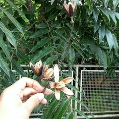 Cedrela fissilis