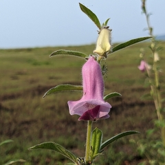 Sesamum indicum