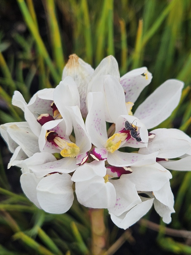 Disa elegans
