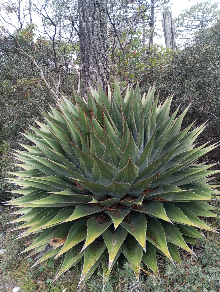 Agave montana  iNaturalist