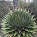 Agave montana - Photo 由 Javier Cruz Nieto 所上傳的 (c) Javier Cruz Nieto，保留部份權利CC BY-NC