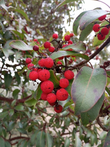 Texas Madrone (Arbutus texana)