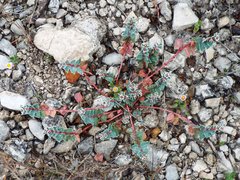Euphorbia johnstonii