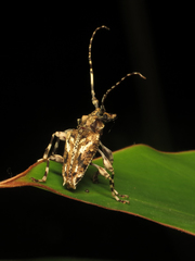 Aegomorphus inquinatus