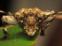 Aegomorphus inquinatus