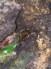 Scolopendra alternans