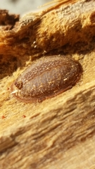 Microdontinae