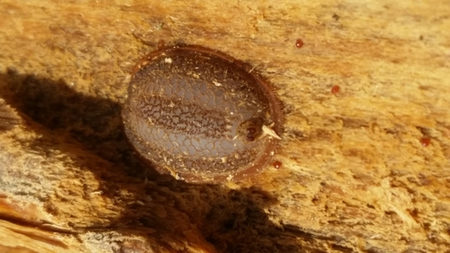 cottony maple scale