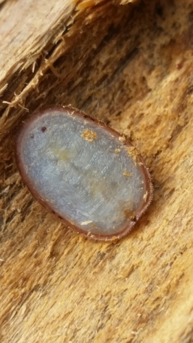 Cottony Maple Scale photo 2