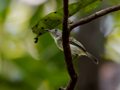 Pelzeln's Tody-Tyrant photo 2