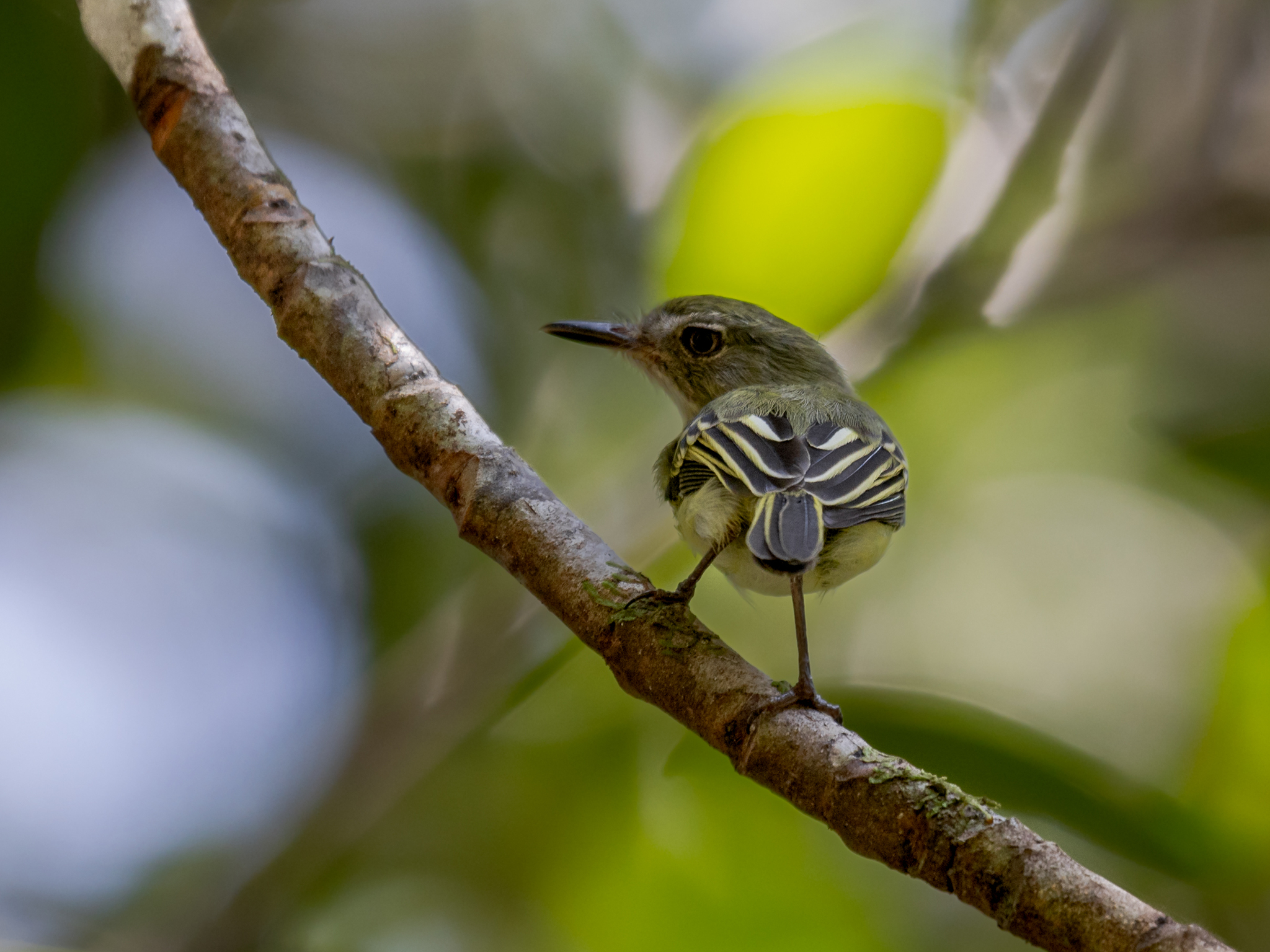 Pelzeln's Tody-Tyrant (Hemitriccus inornatus)