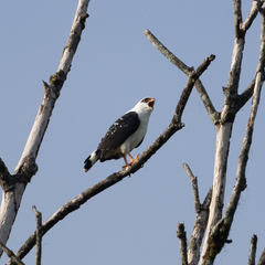 Black-Faced Hawk photo 3