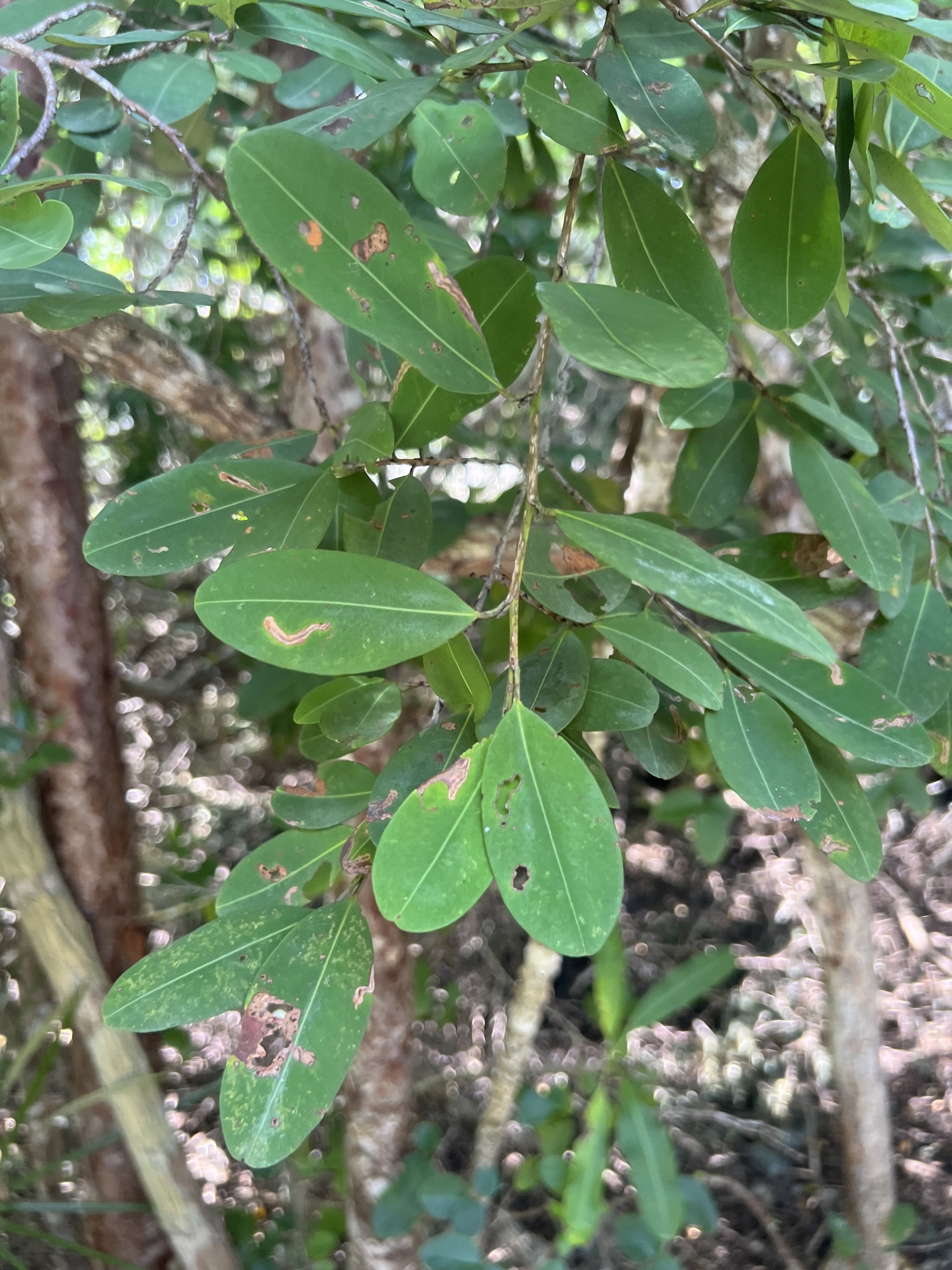 Smoke Wood (Erythroxylum areolatum)