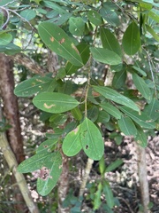 Erythroxylum areolatum, photograph (c) Jared Shorma, some rights reserved (CC BY)