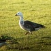 Snow × Barnacle Goose - Photo (c) Jay VanderGaast, some rights reserved (CC BY-NC-ND), uploaded by Jay VanderGaast