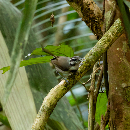 Microbates collaris perlatus