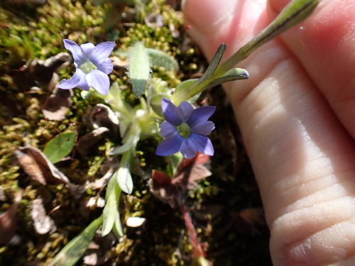 Image of Gentiana prostrata by (c) Aiva Noringseth, some rights reserved (CC BY)
