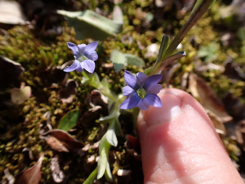 Image of Gentiana prostrata by (c) Aiva Noringseth, some rights reserved (CC BY)