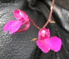 Comparettia falcata