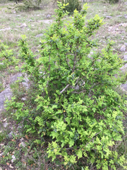 Berberis swaseyi