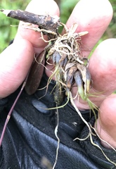 Comparettia falcata