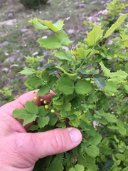 Berberis swaseyi
