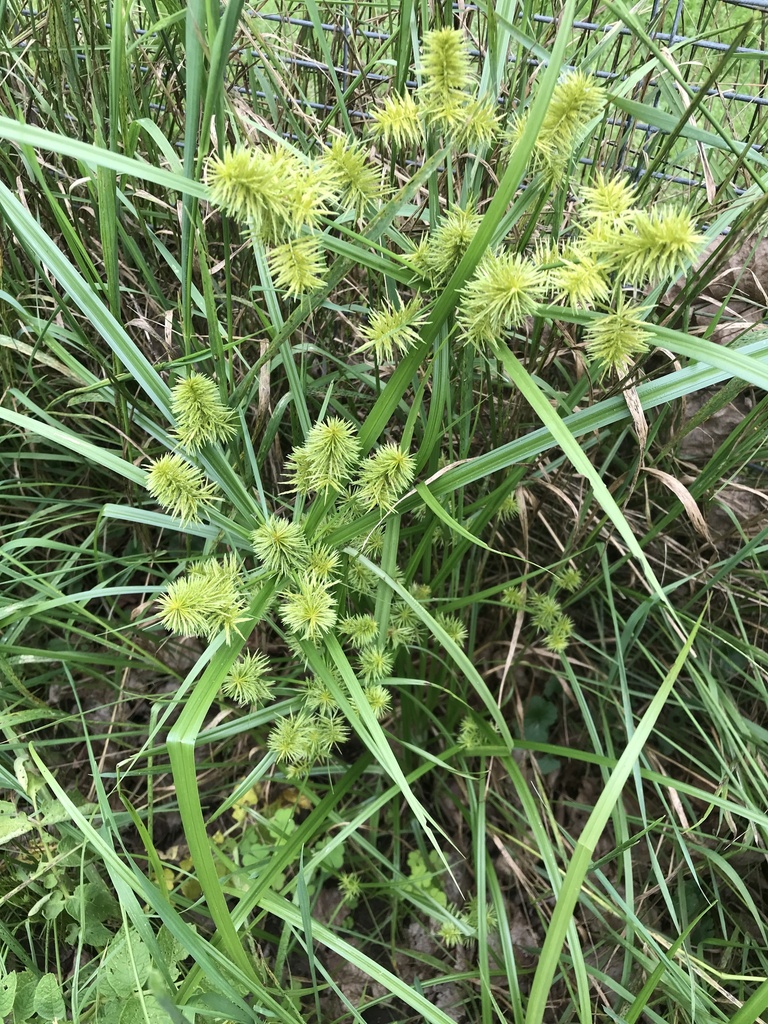 Something from N Main St, Wallingford, VT, US on August 17, 2023 at 04