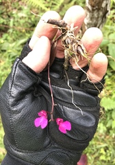 Comparettia falcata