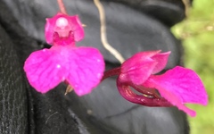 Comparettia falcata