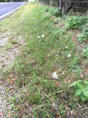 Nemastylis geminiflora