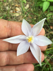 Nemastylis geminiflora