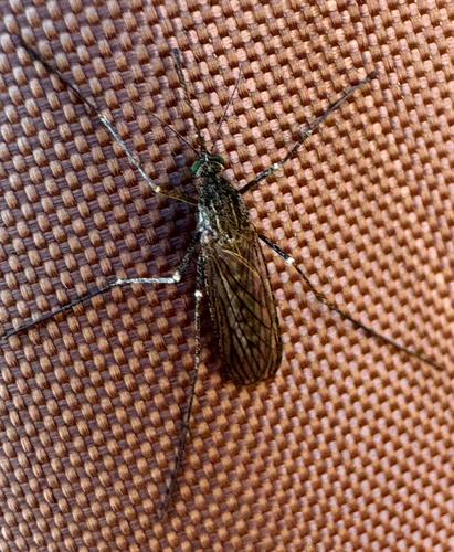 Winter Marsh Mosquito photo 6
