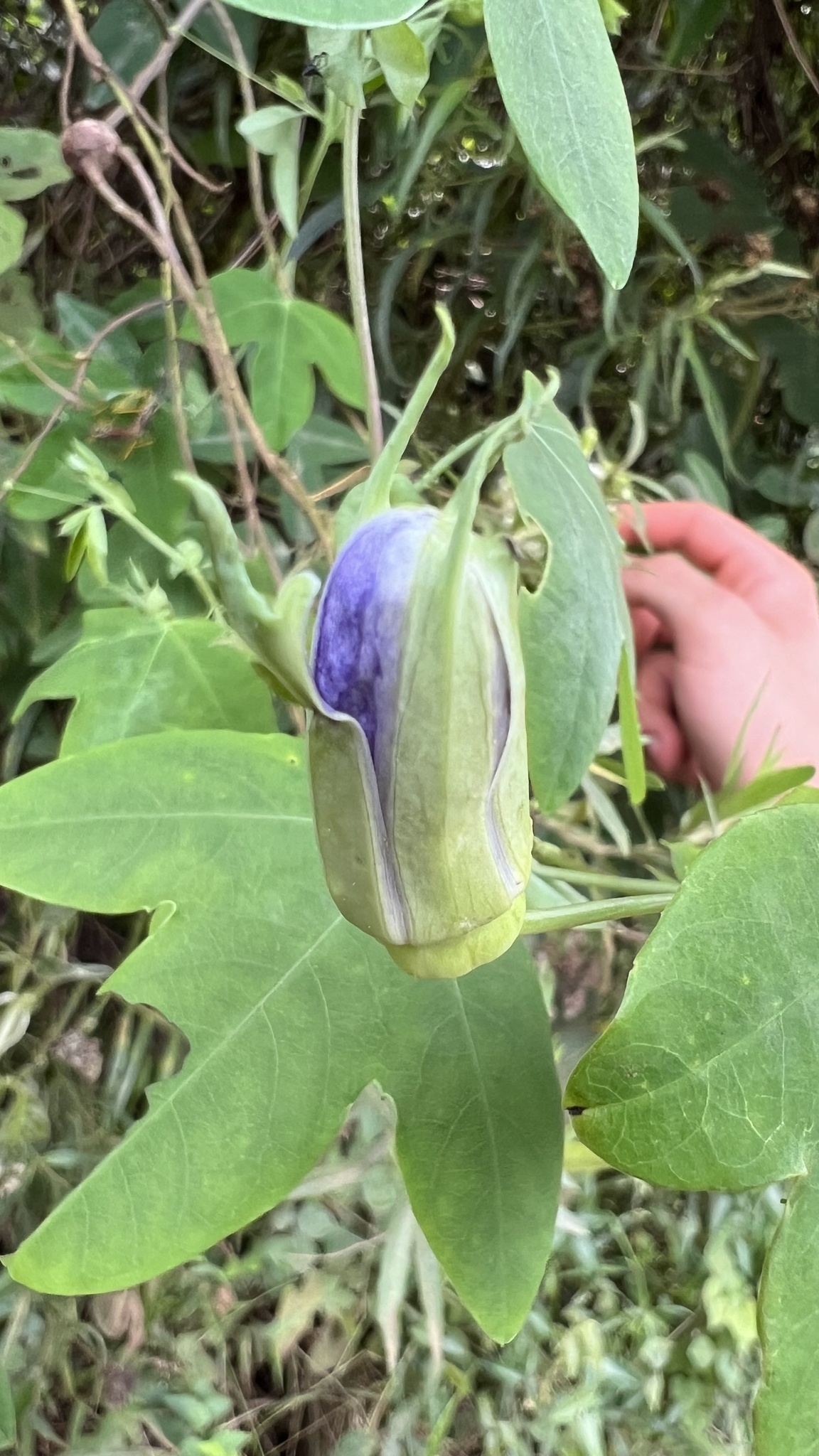 Passiflora amethystina