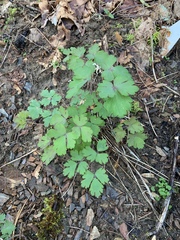 Aquilegia formosa