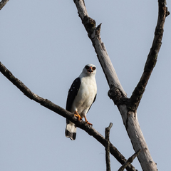 Black-Faced Hawk photo 2
