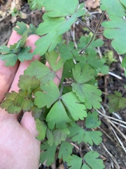 Aquilegia formosa