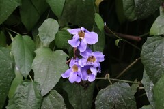 Thunbergia laurifolia image