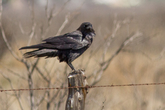 Corvus cryptoleucus