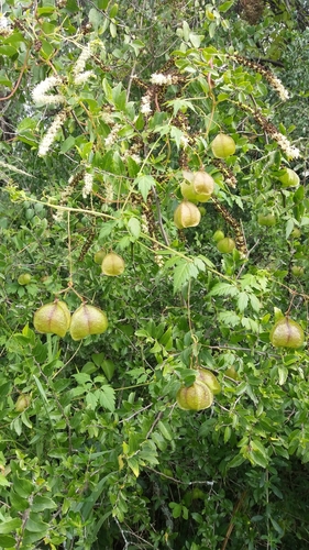 Cardiospermum halicacabum iNat (3)