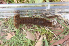 Procambarus hirsutus