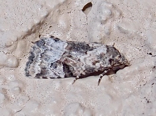 Tripudia chihuahua
