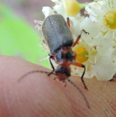 Atalantycha bilineata