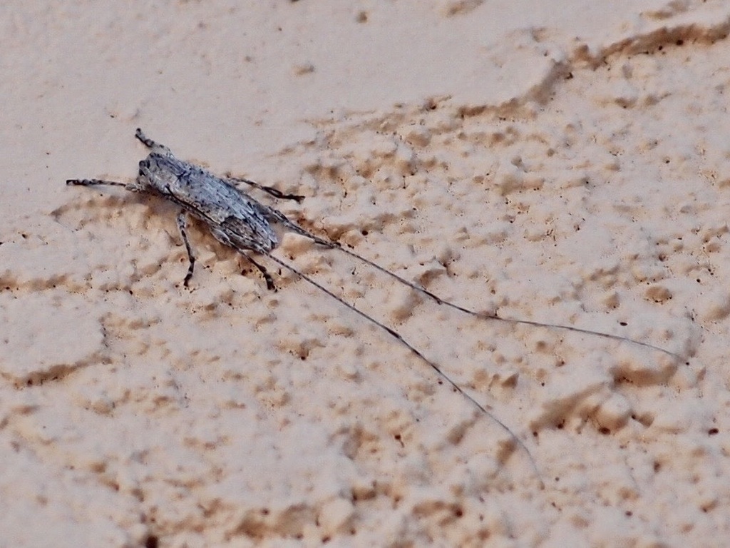 Mecotetartus antennatus