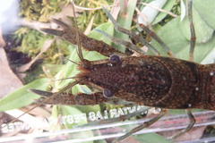 Procambarus hirsutus
