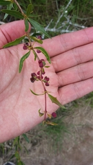 Berberis ruscifolia